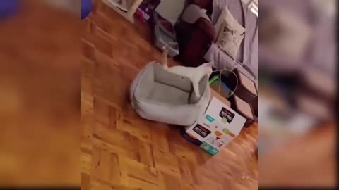funny cat compilation 1