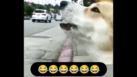 Funny video