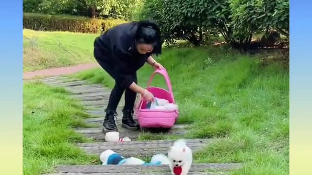 Funny and Cute Dog Video Compilation,🐕🐕_