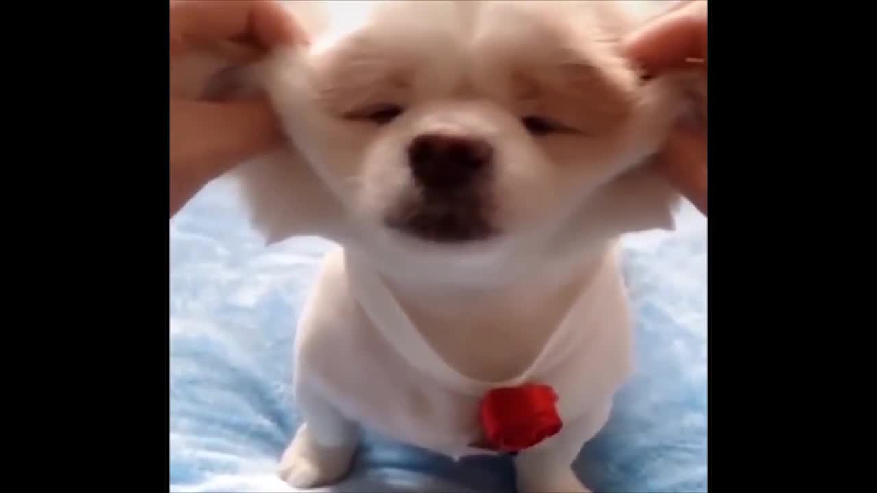 Baby Dogs Video Cute Pets - Animalfunny19