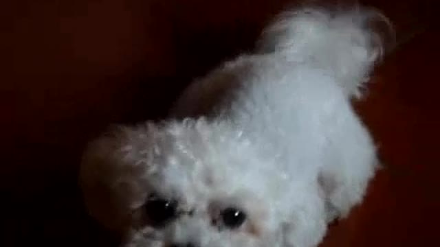 Singing dog loves the piano, howls every time it's played 🤣🤣