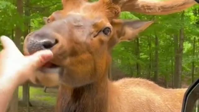 Human feeding deer in a funny way