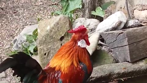 chicken in the garden