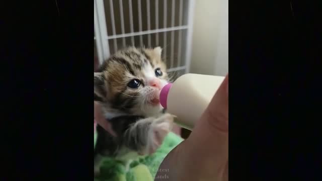 Funny animals [] Try not to laugh compilation 25