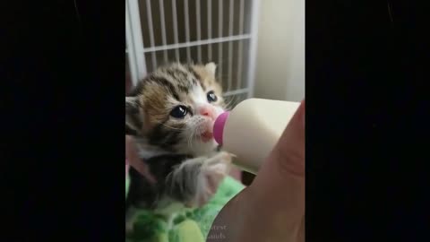 Funny animals [] Try not to laugh compilation 25