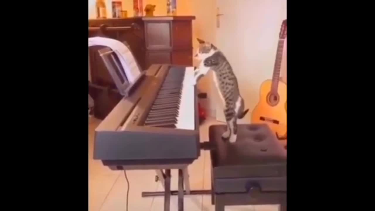 Funny Cat With Piano | Funny pet