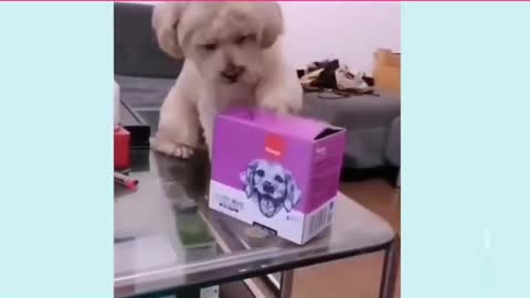 Cute Dogs.Funny Video