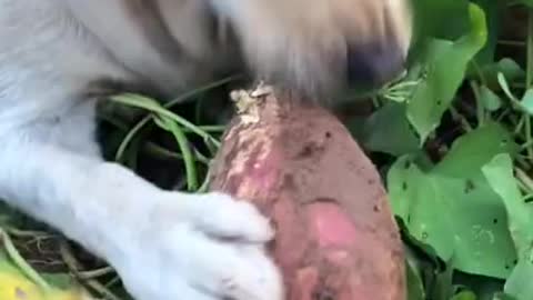 Funny Dog