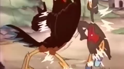 Mother hens and chiks animation