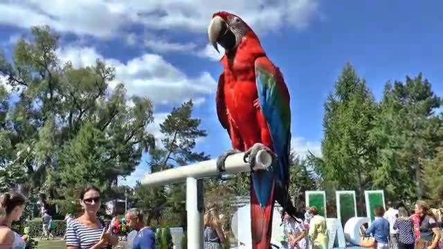 Watch these Gorgeous Parrots!