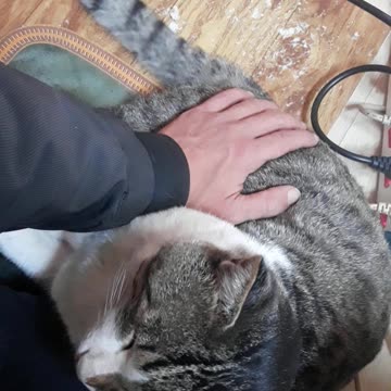 사랑스러운 고양이의 꼬리