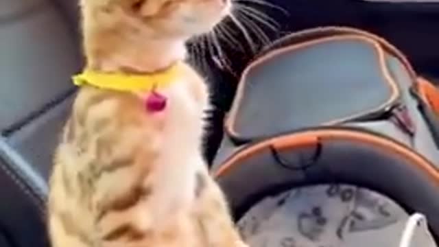 😂YOU LAUGH YOU LOSE! 😹Funny Moments Of Cats Videos Compilation - Funny Cat Life