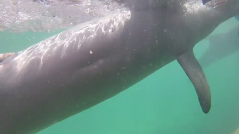 Petting a DOLPHIN!!!!!!! So Cool....