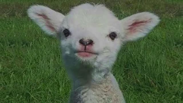 Best Funny Animal Videos of 2021, Try Not To Laugh