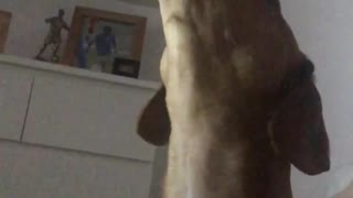 Brown dog howling along with sound of other dog howls