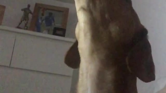 Brown dog howling along with sound of other dog howls