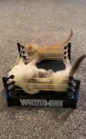 Cat fight of the year