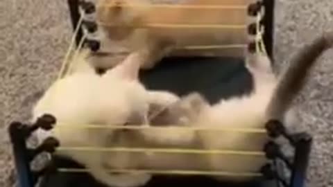 Cat fight of the year