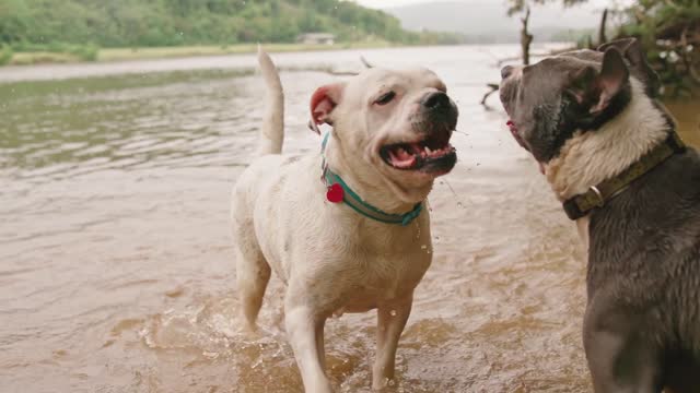 two-dogs black and whit playing in water