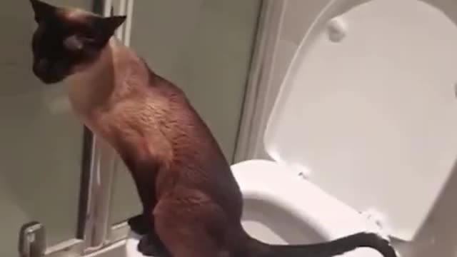 Super smart cat learns how to potty outside on his own