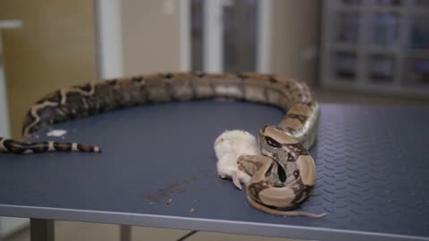 Close-up of a vet in gloves feeding a snake