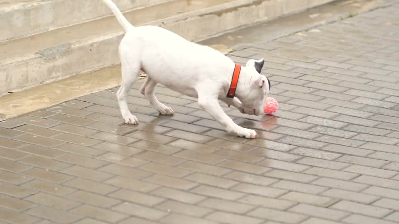 The dog runs down the stairs