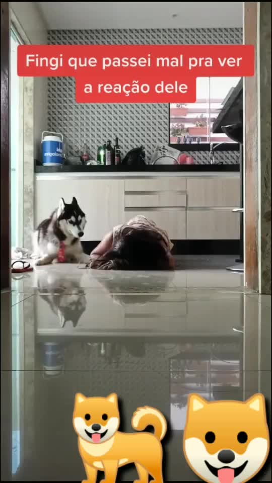 Beautiful amazing dog calls for help after owner pretends she passed out amazing dog beautiful