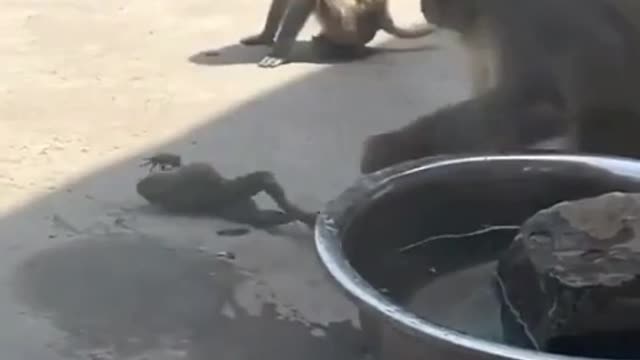 See what these monkeys did to the frog