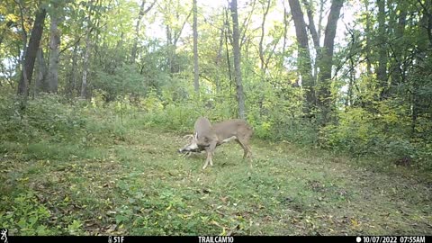 Two bucks jostling