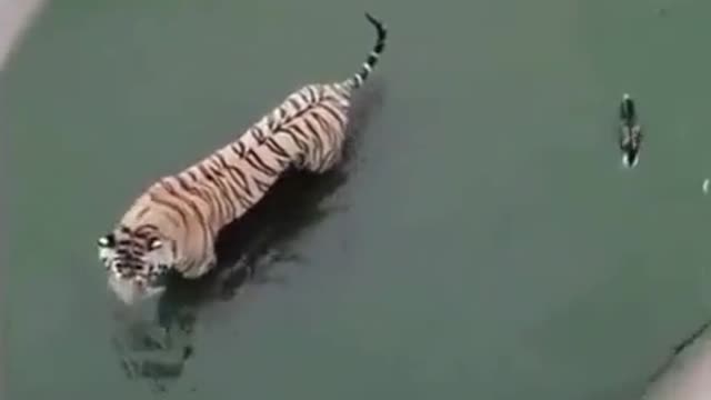 Smart Duck | Watch a Duck is teasing a Tiger