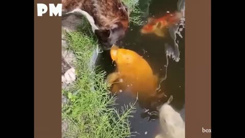 Cute dog feed a fish