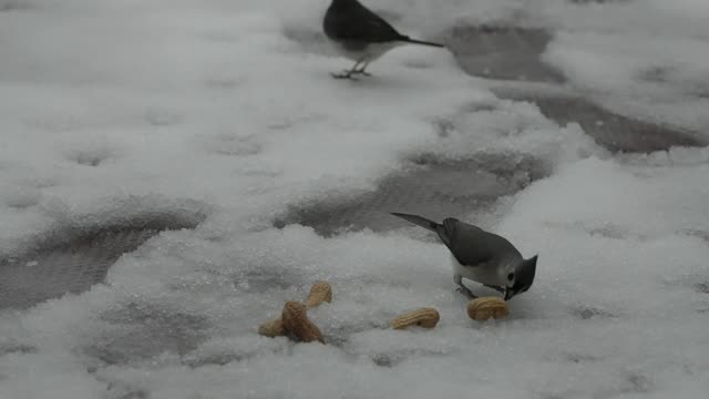 Surprisingly Large Takeaway for a Small Titmouse