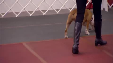 Ms. Stilwell Helps Dog Owners Build Trust With Bullied Dog.