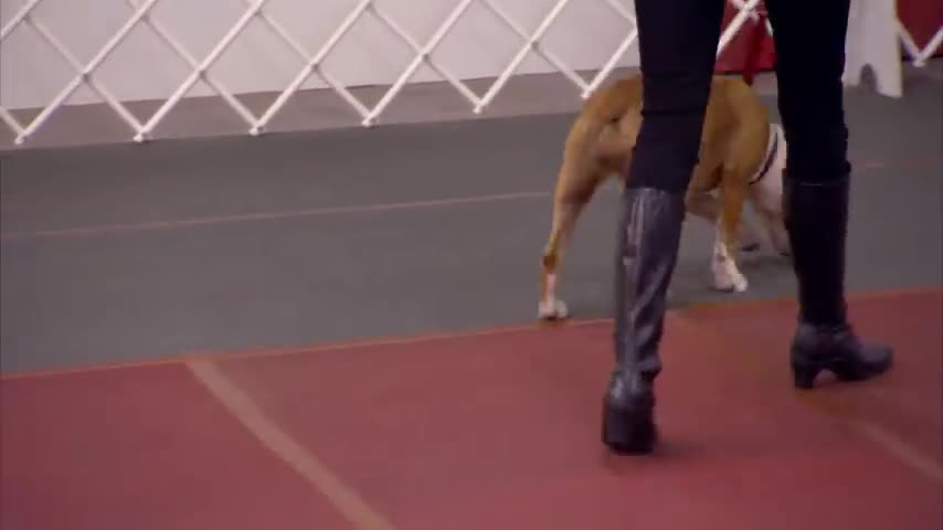 Ms. Stilwell Helps Dog Owners Build Trust With Bullied Dog.