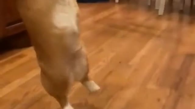 Adorable Puppy Jumps to Catch Ball Thrown in Air by the Owner