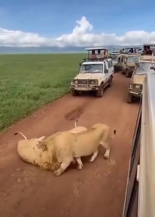 In the savannah lion