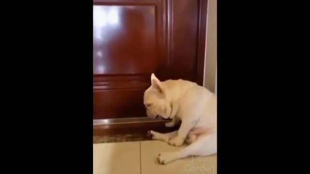 Funny Pets Videos, The Funniest Animals Part 3