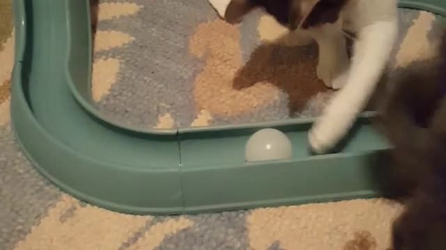 Cats playing with ball and end up going under table