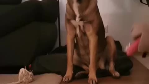 Funny dog videos tiktok try not to laugh