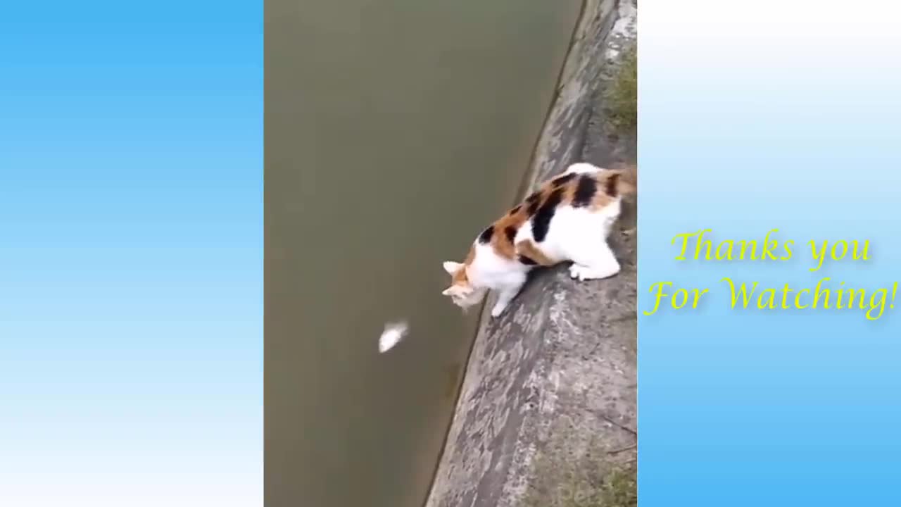 Funniest silly cats