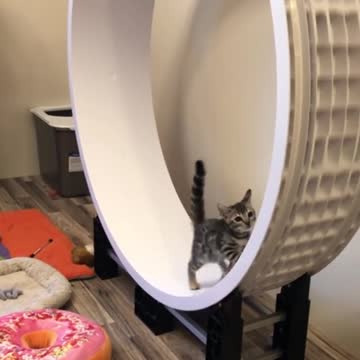 Bengal Kitten Takes His Turn On The Wheel