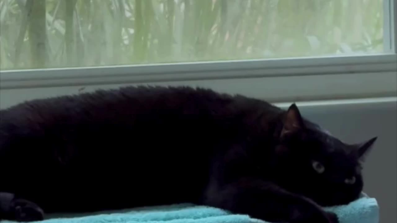 Precious Piper is Exhausted by the Holiday Preparations - Adopting a Cat from a Shelter Vlog #shorts