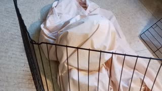 Cotton the bunny