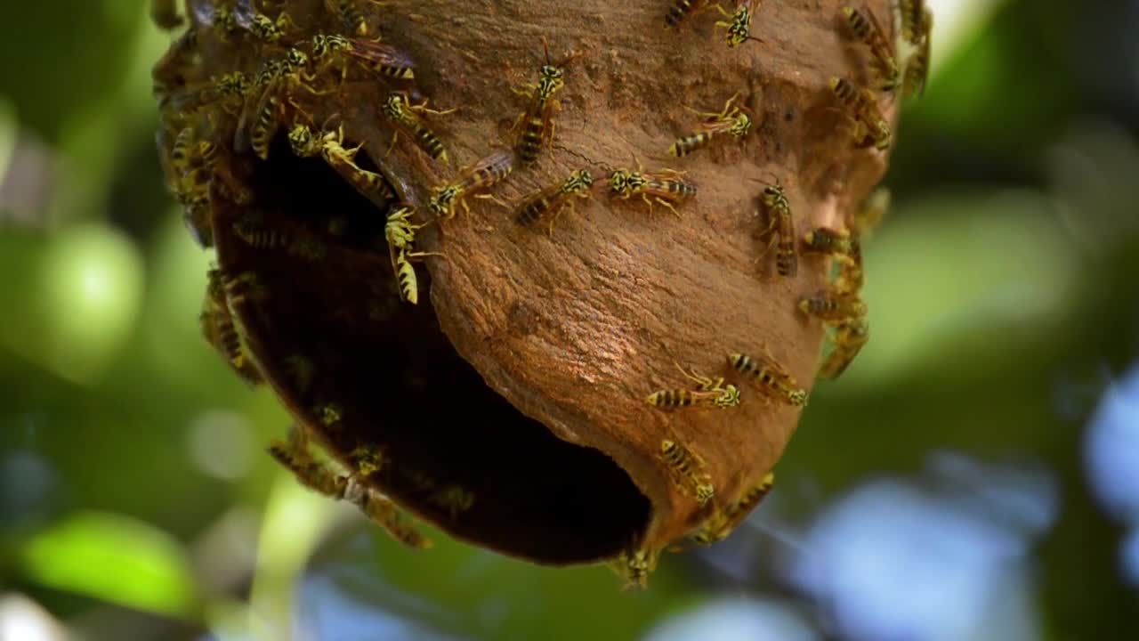 A hive of wild bees hanging from a tree