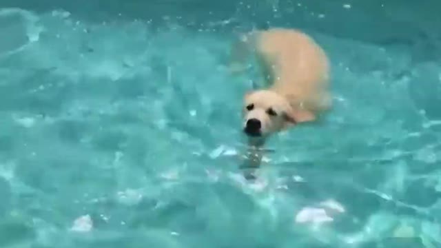 Funniest and Cutest Baby Dogs