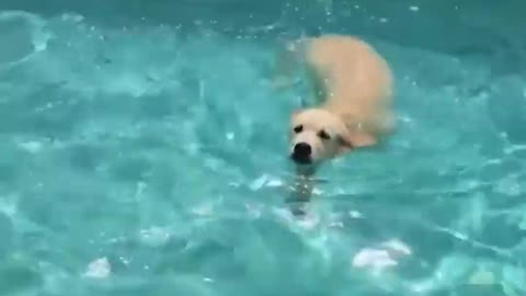 Funniest and Cutest Baby Dogs
