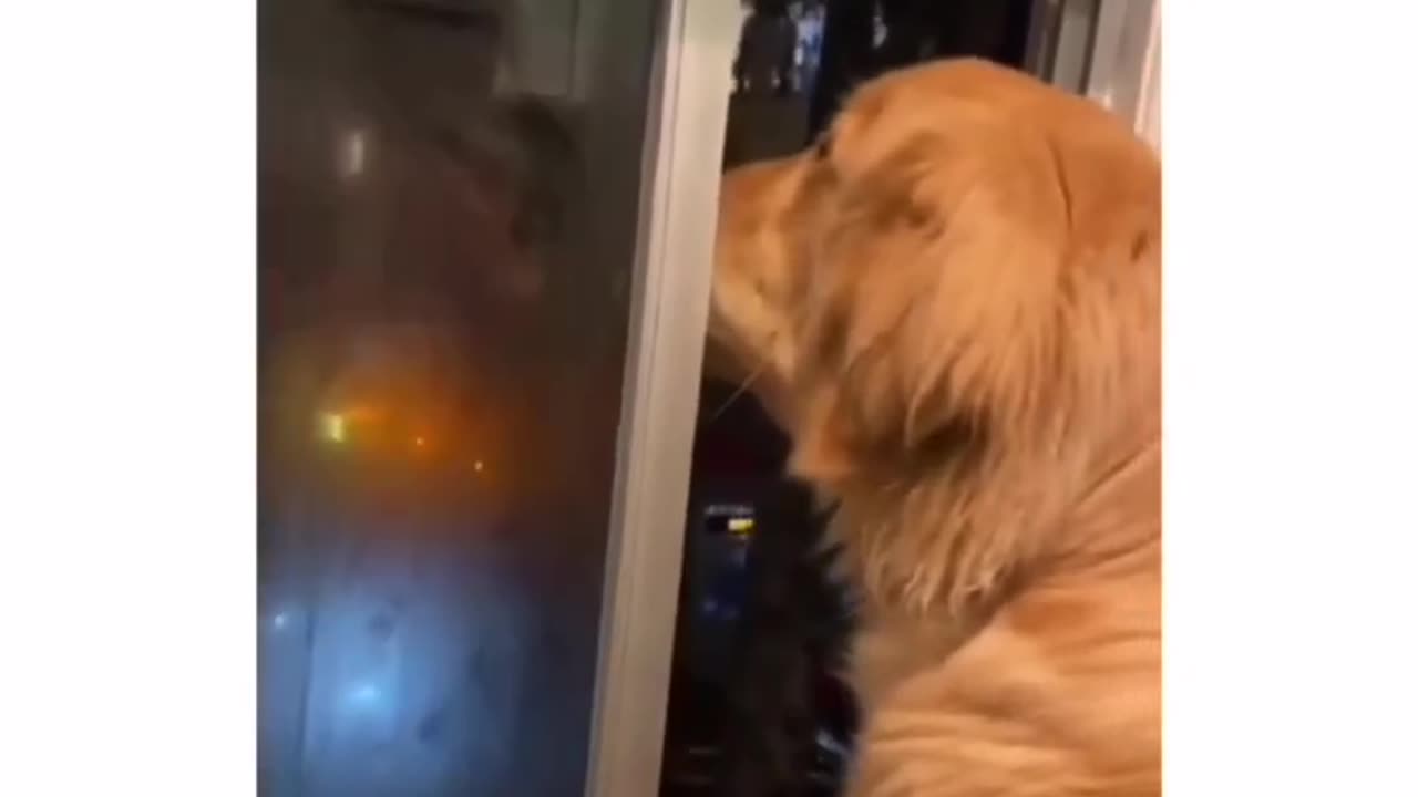 Funny Animal Videos
