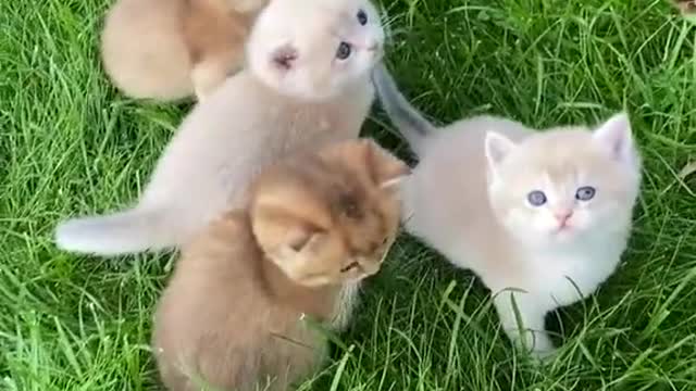 cute cats