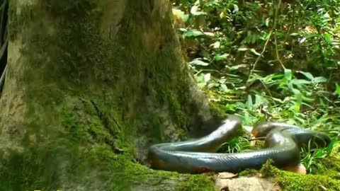 big snakes in jungle