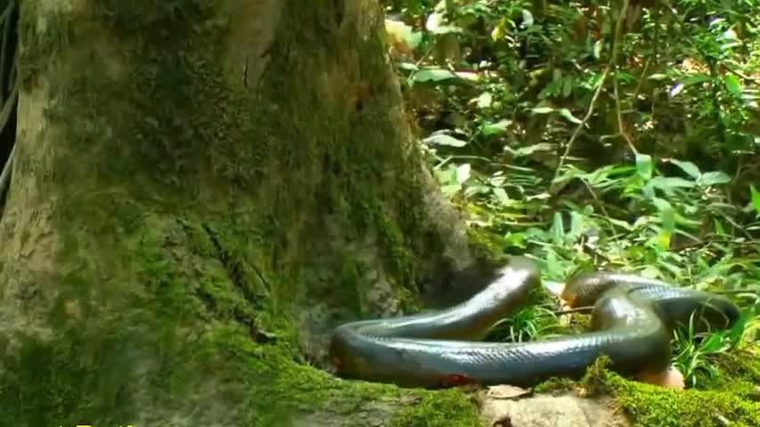 big snakes in jungle